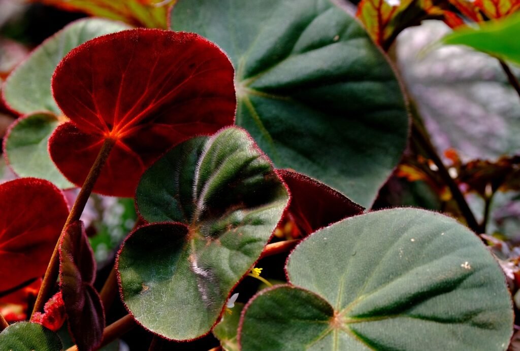 plantas para ambientes com pouca luz