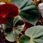 plantas para ambientes com pouca luz
