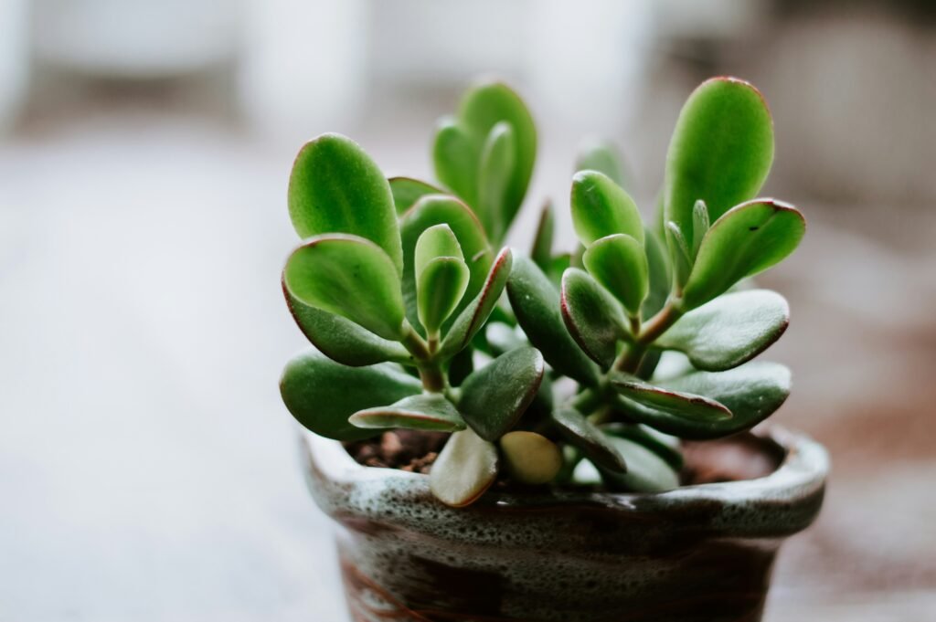Crassula ovata (Planta Jade)-Suculentas para dentro de casa
