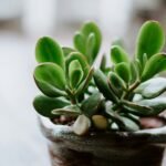 Crassula ovata (Planta Jade)-Suculentas para dentro de casa