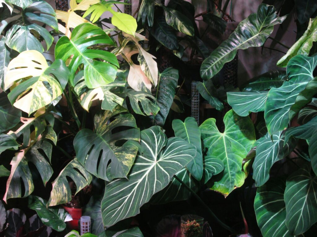 Cuidar de Plantas de Interior