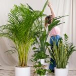 Cuidar de plantas de interior