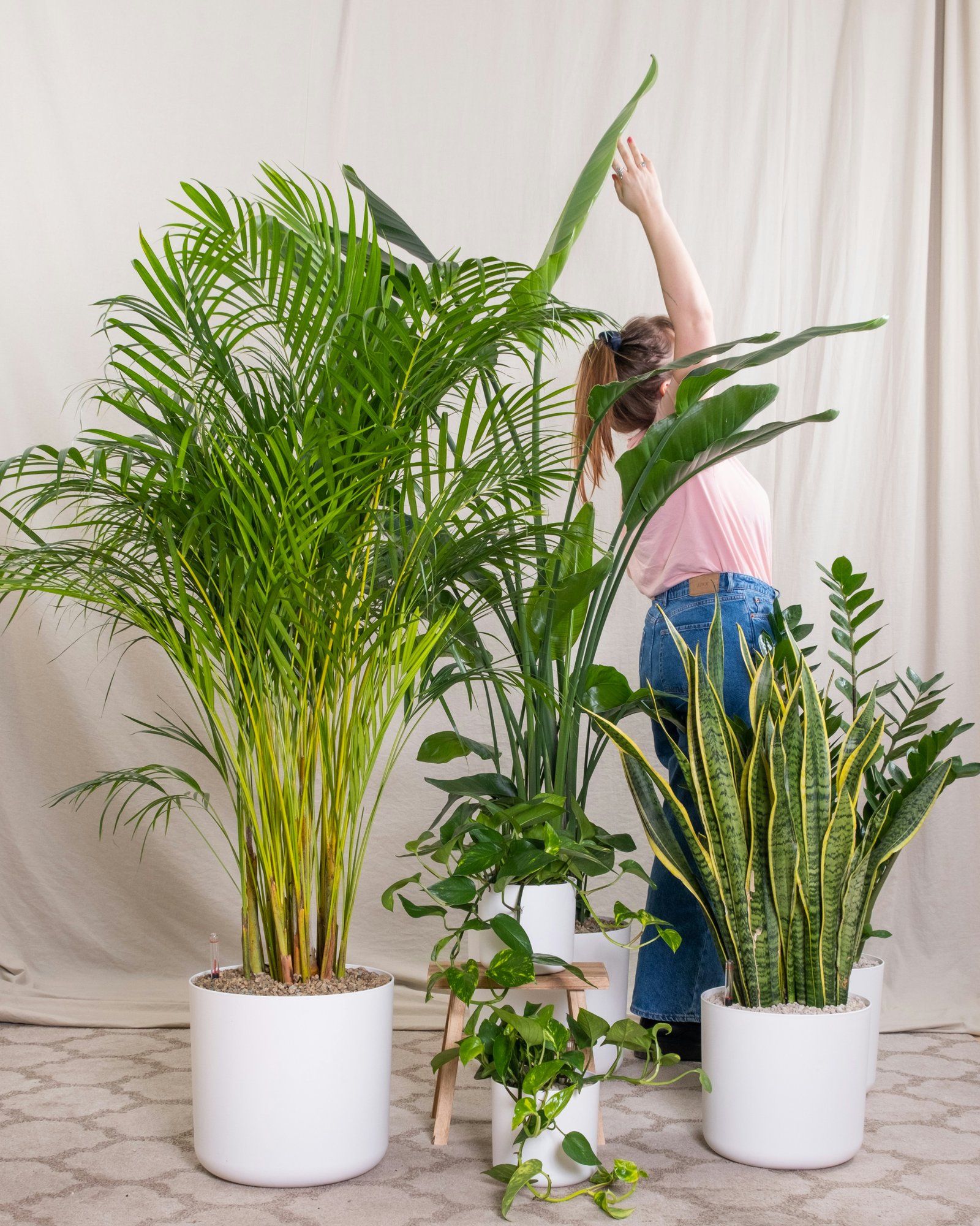 Cuidar de plantas de interior