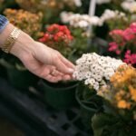 Dicas de jardinagem para iniciantes.