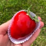 Mão segurando um morango do amor, coberto com calda vermelha brilhante, em uma forminha de papel, com gramado verde ao fundo.