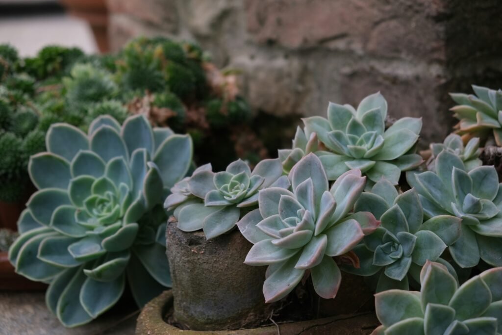 Echeveria-Suculentas para dentro de casa