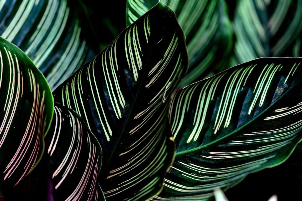 Folhas de Maranta com listras vibrantes em tons de verde e rosa, planta ornamental tropical ideal para ambientes internos com baixa luz e alta umidade.