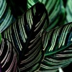 Folhas de Maranta com listras vibrantes em tons de verde e rosa, planta ornamental tropical ideal para ambientes internos com baixa luz e alta umidade.