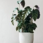 plantas para ambientes com pouca luz