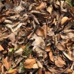 Folhas secas adubo caseiro para plantas em vaso