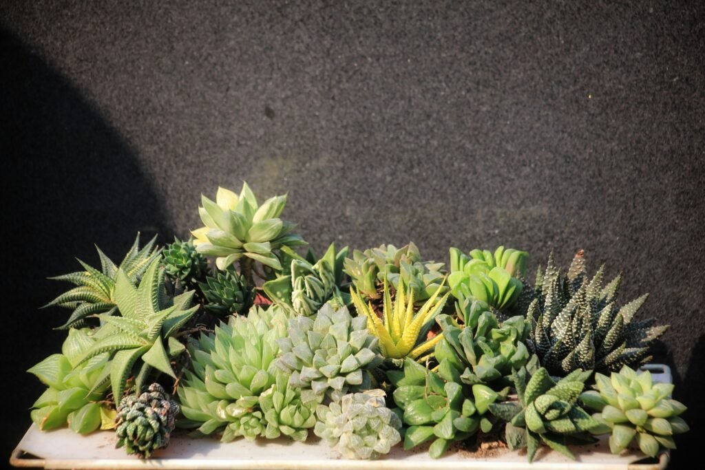 Haworthia suculentas para dentro de casa