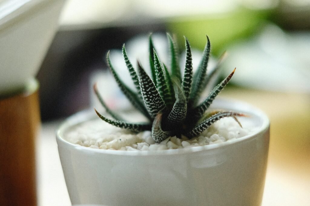 Haworthiopsis fasciata (Zebra Plant)-Suculentas para dentro de casa