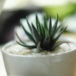 Haworthiopsis fasciata (Zebra Plant)-Suculentas para dentro de casa