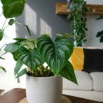 Iluminação certa para plantas internas