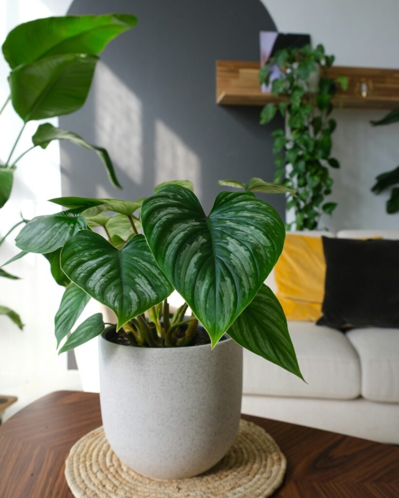 Iluminação certa para plantas internas
