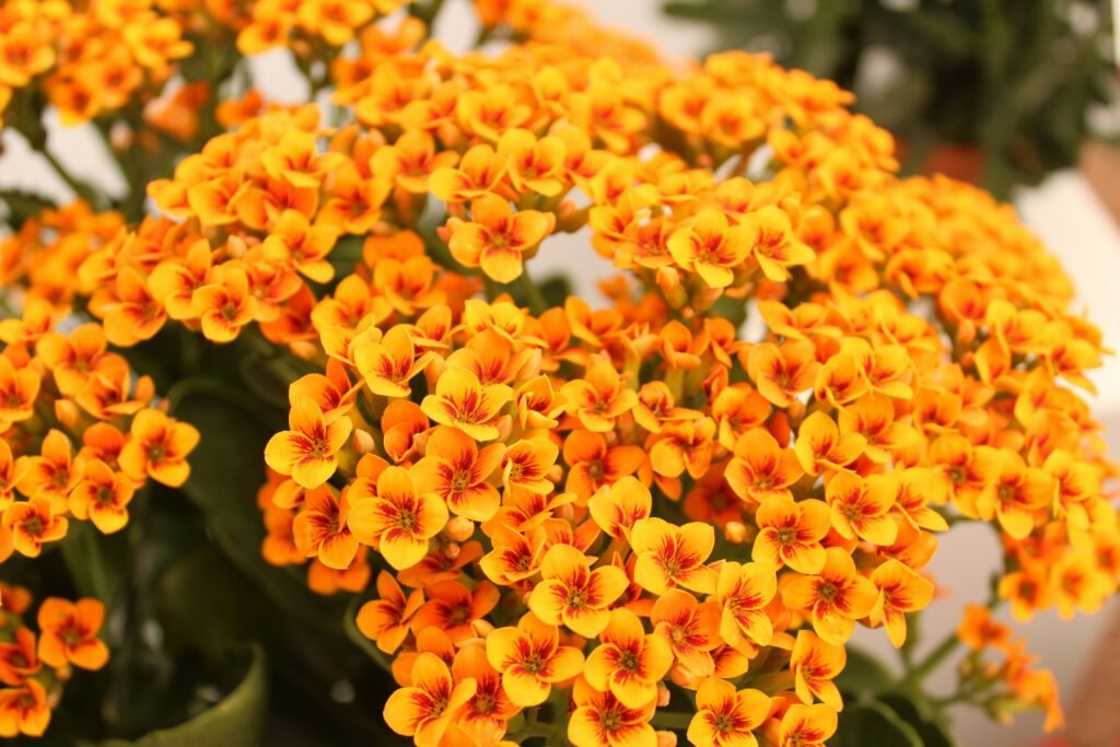 Kalanchoe suculentas para dentro de casa