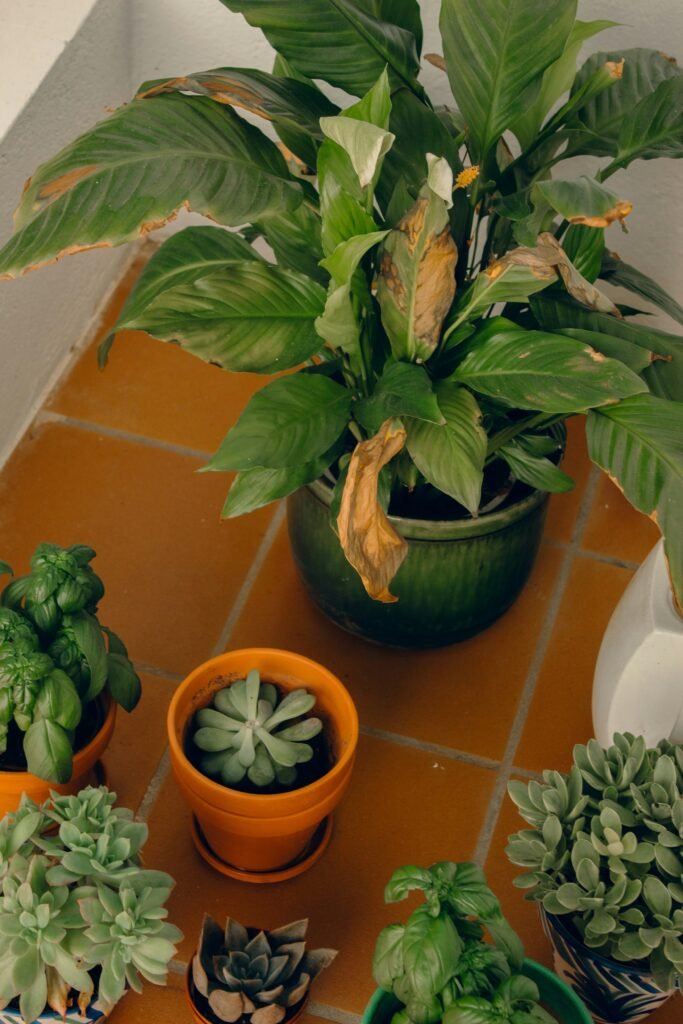 Observe sinais de alerta- planta interna doente com folhas murchas