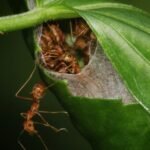 Pragas de plantas