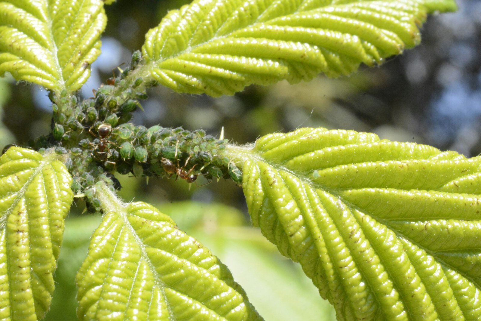Pragas de plantas