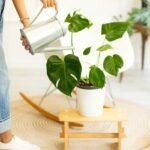 Regar plantas para recuperar de falta de água