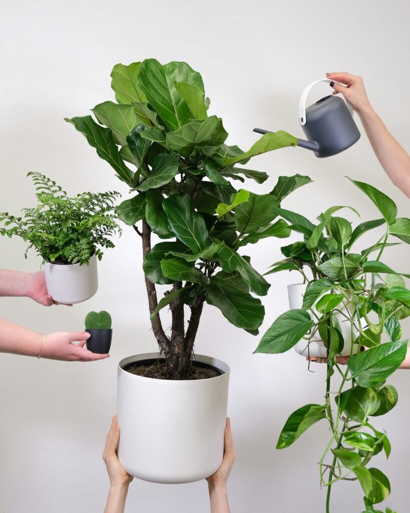Regas na medida certa para plantas internas.
