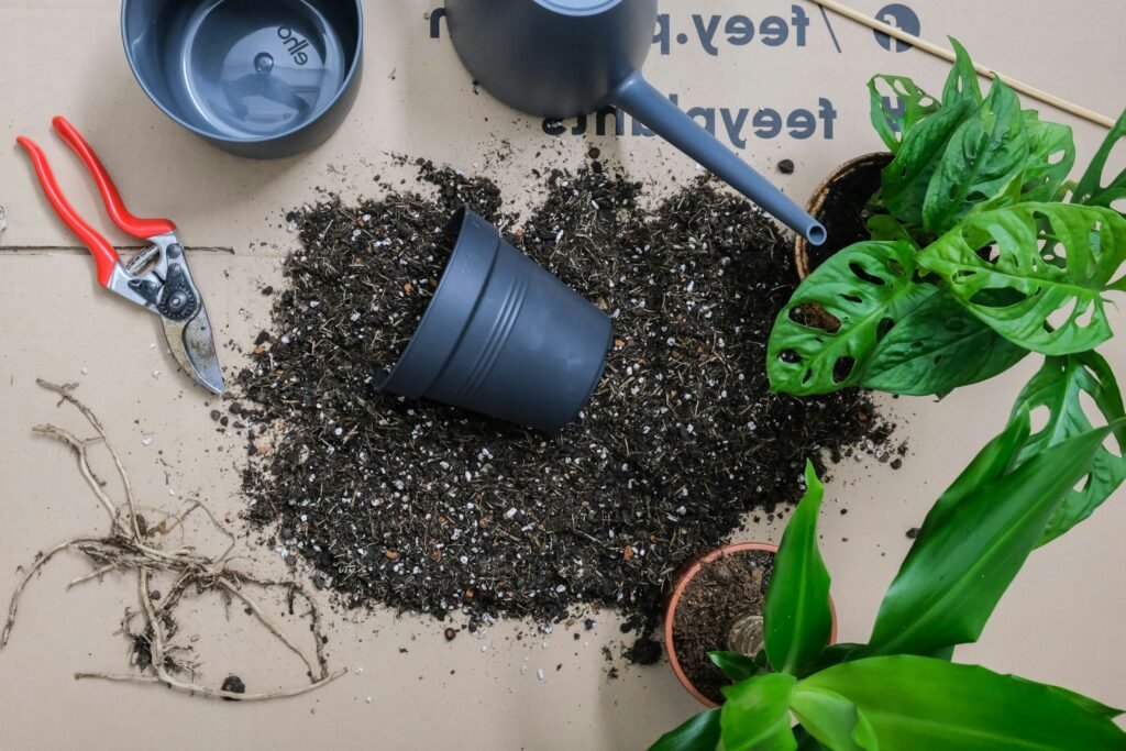 adubação com equilíbrio para cuidar de plantas internas