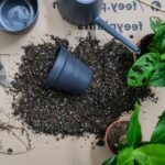 adubação com equilíbrio para cuidar de plantas internas