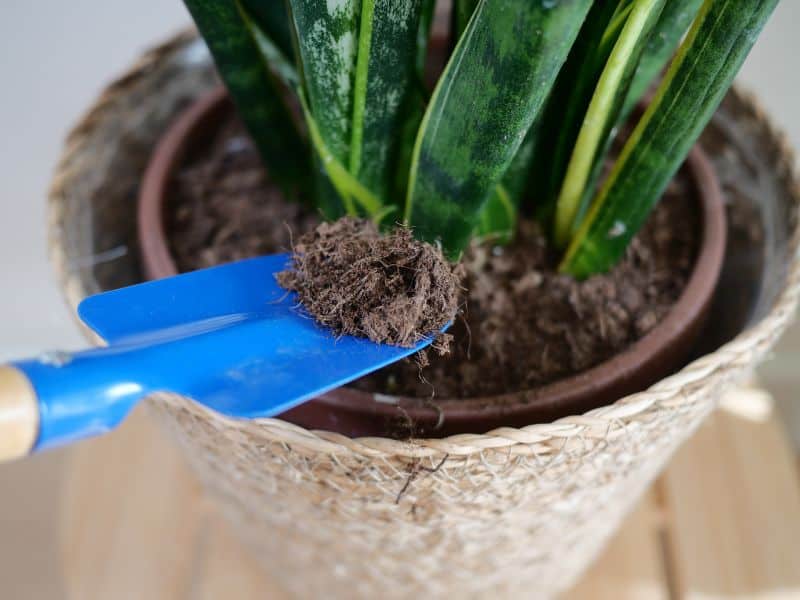 Aplicação de adubo caseiro com borra de café em plantas de interior, mostrando quando usar e quando evitar esse tipo de cuidado