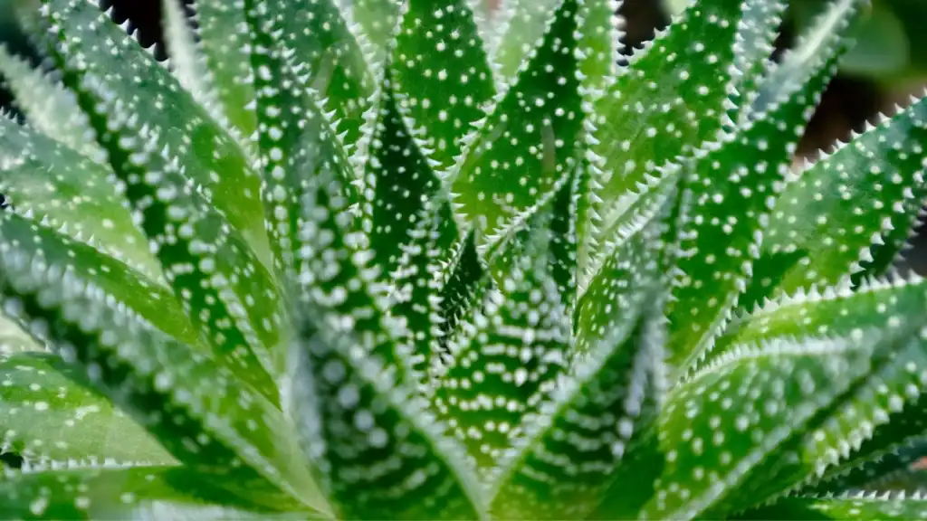 Aloe aristata de porte compacto com folhas verdes pontiagudas cobertas por pequenas pintas brancas, cultivada em vaso, ideal para ambientes internos com boa iluminação indireta.