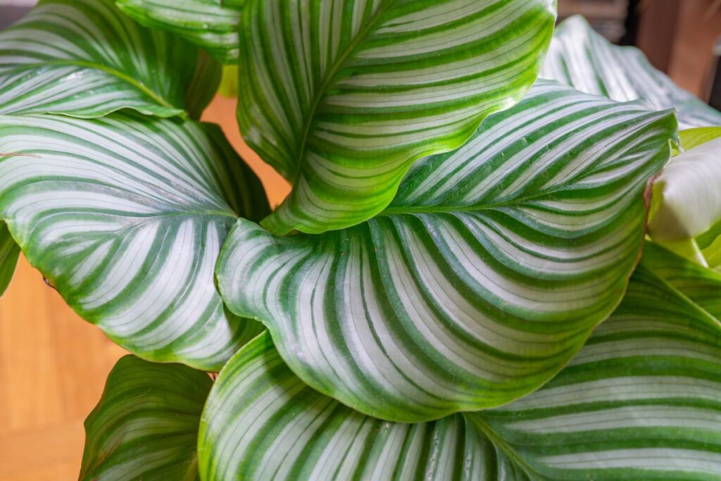 Close das folhas listradas em verde e prata da Calathea, com textura ondulada em destaque.
