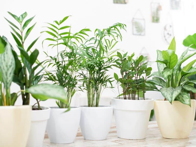 Como escolher plantas certas para ambientes internos ao cuidar de plantas de interior