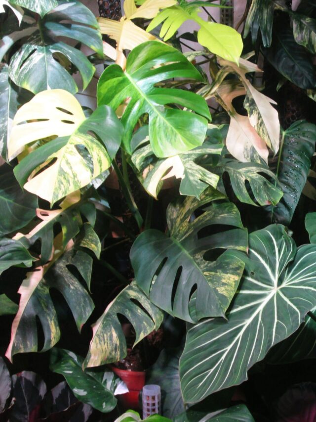 Como Cuidar de Plantas de Interior