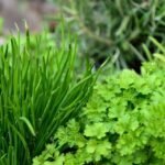 Vasos com salsa e cebolinha-verde fresca em uma horta doméstica