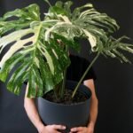 cuidar de plantas de interior