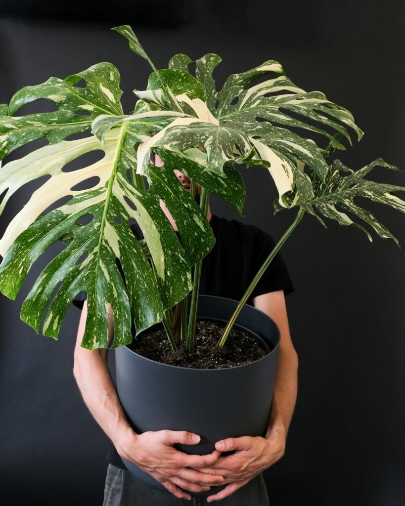 cuidar de plantas de interior