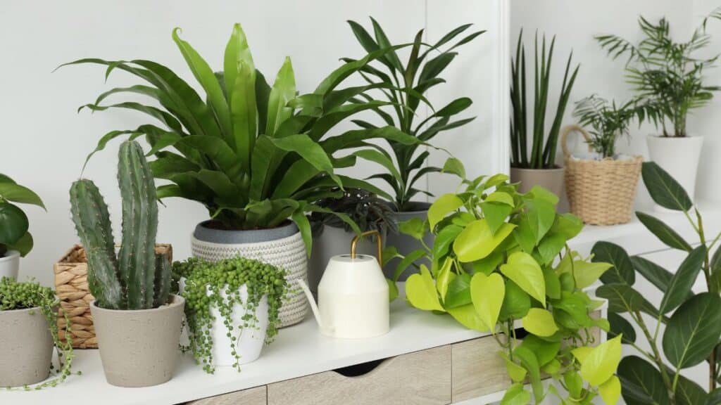 Cuidar de plantas de interior com diferentes espécies em vasos decorativos dentro de casa