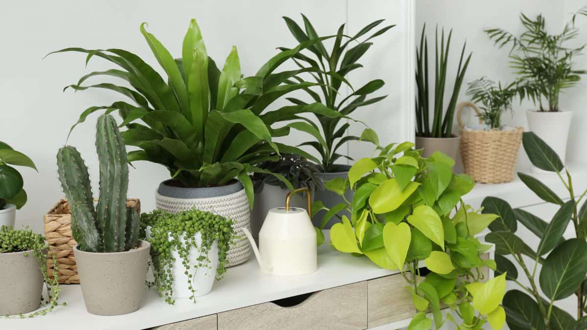 Cuidar de plantas de interior com diferentes espécies em vasos decorativos dentro de casa