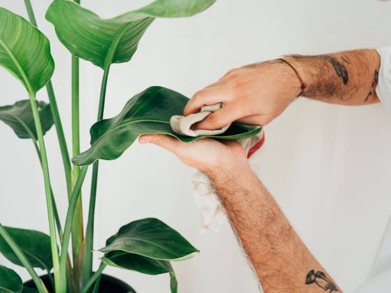 Pessoa limpando folhas de plantas de interior, simbolizando cuidado consciente e o convite para cultivar leveza e vida dentro de casa