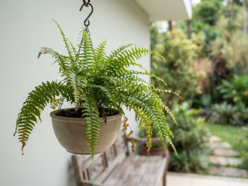 Samambaia americana em vaso suspenso com frondes verdes e algumas pontas secas.