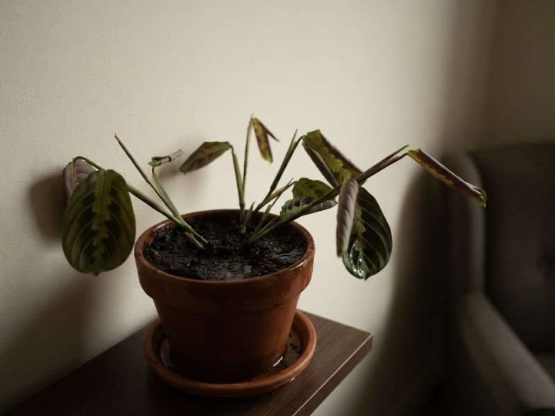 Maranta-tricolor em canto escuro com folhas enfraquecidas e substrato muito úmido