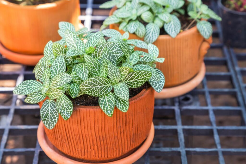 Vaso de fitônia com folhas pequenas em verde intenso e veios brancos, em destaque sobre uma mesa de grade.