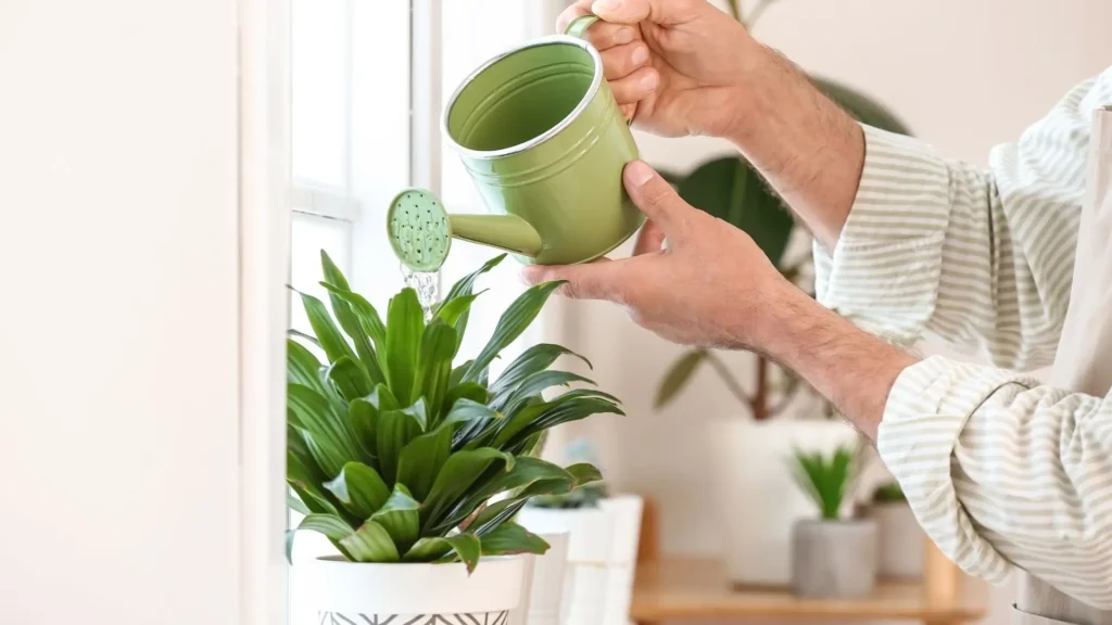 Pessoa regando plantas em vaso branco com regador verde, mostrando a frequência ideal para regar plantas dentro de casa.