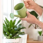 Pessoa regando plantas em vaso branco com regador verde, mostrando a frequência ideal para regar plantas dentro de casa.