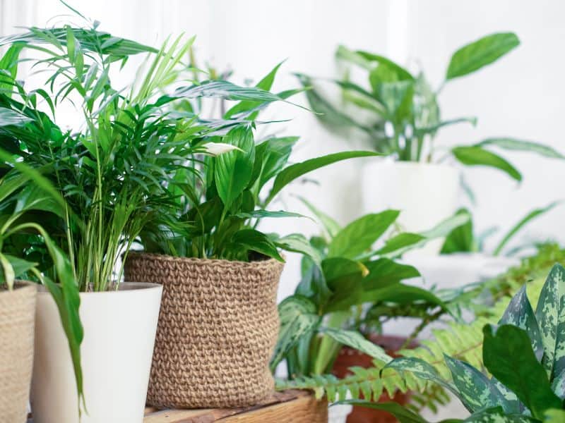 Plantas de interior bem distribuídas em ambiente iluminado, mostrando o que faz diferença de verdade no cuidado diário