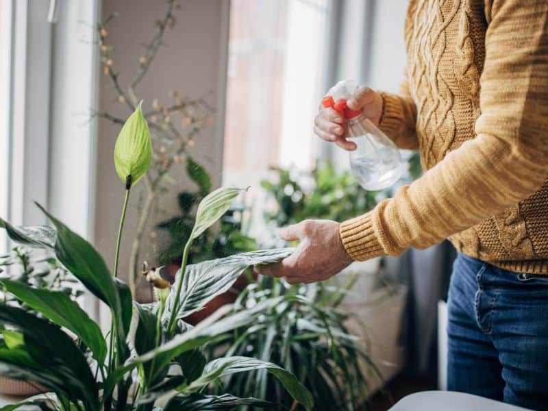 Cuidar de plantas de interior no dia a dia com rotina simples e atenção às folhas