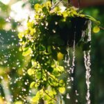 planta com excesso de água