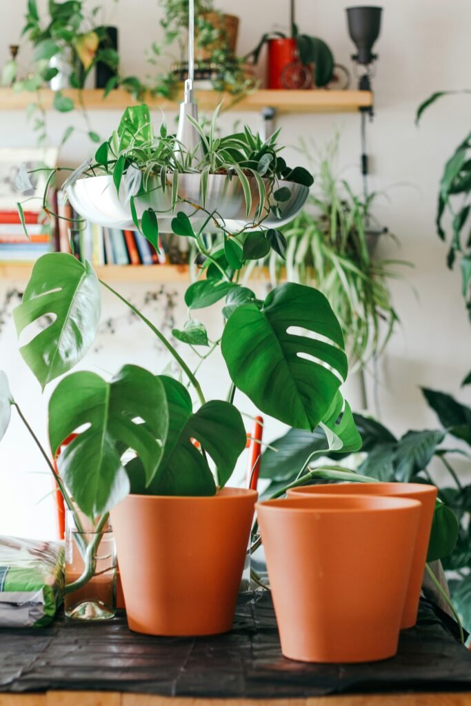 Vasos de cerâmica laranja sobre a mesa, com plantas de folhas grandes e verdes em ambiente interno decorado com diversas plantas e prateleiras ao fundo.