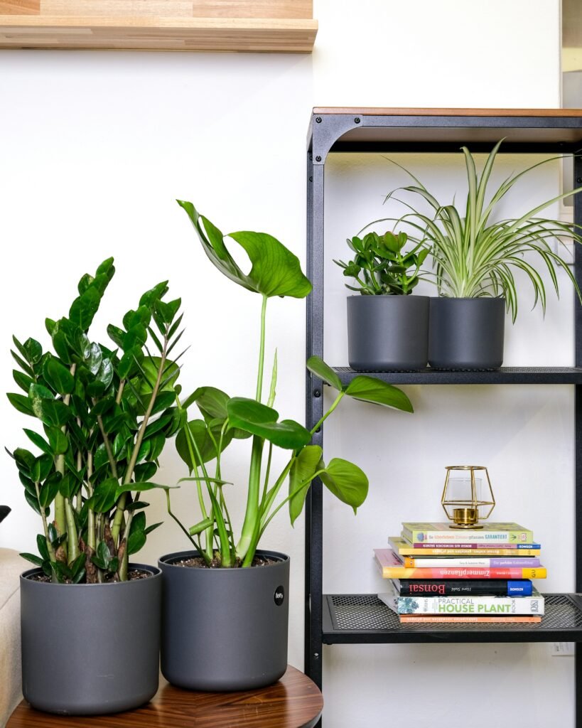 plantas internas para iniciantes