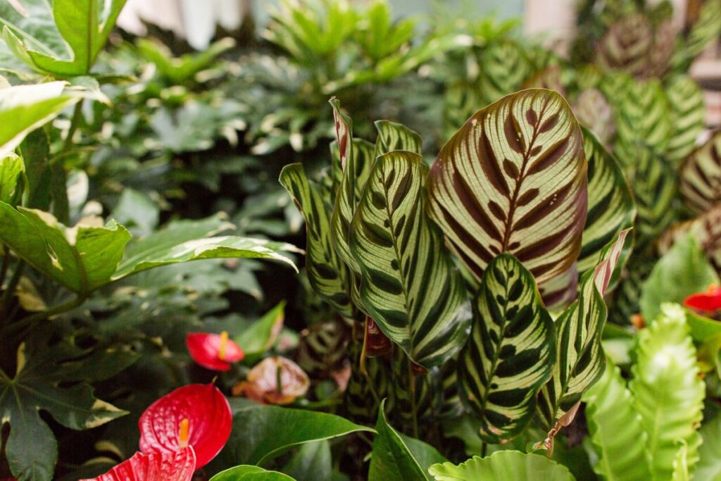 Folhagem de plantas ornamentais para ambientes com pouca luz, destacando folhas coloridas e vibrantes.Legenda: