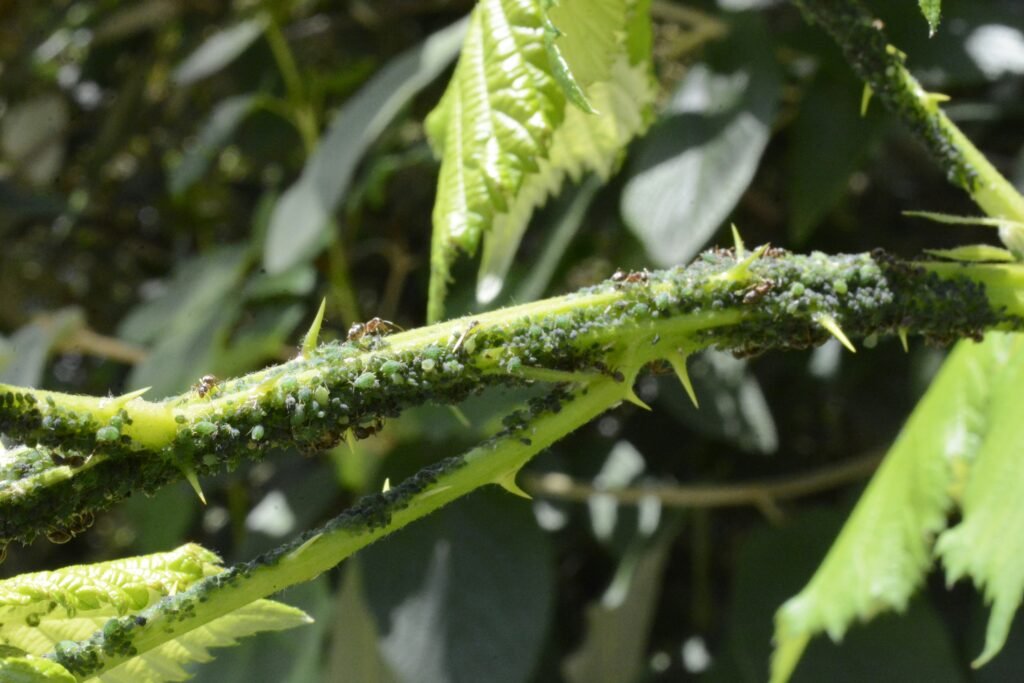 pulgões na planta